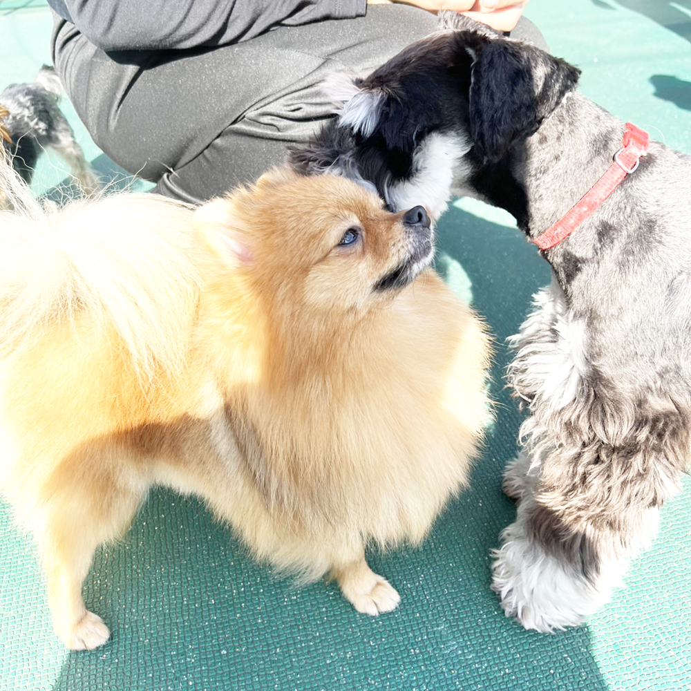 生徒が撮影したモデル犬たちの写真②